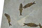 Plate of Seven Fossil Fish (Knightia) - Wyoming #370906-3